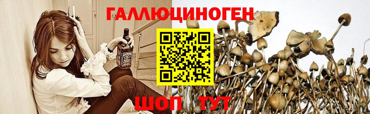 Дубна  купить наркоту  Вход с VPN  Псилоцибиновые грибы GOLDEN TEACHER 